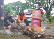 Idul Adha, PKS Makassar Salurkan Daging Kurban di 15 Kecamatan