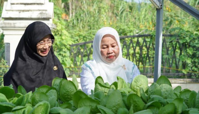 Ketua TP PKK Luwu Panen Pakcoy Hidroponik, Dorong Pemanfaatan Pekarangan untuk Ketahanan Pangan